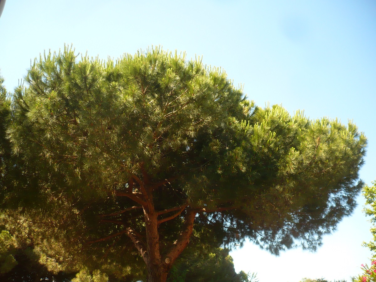 Pinus pinea (Pinaceae)